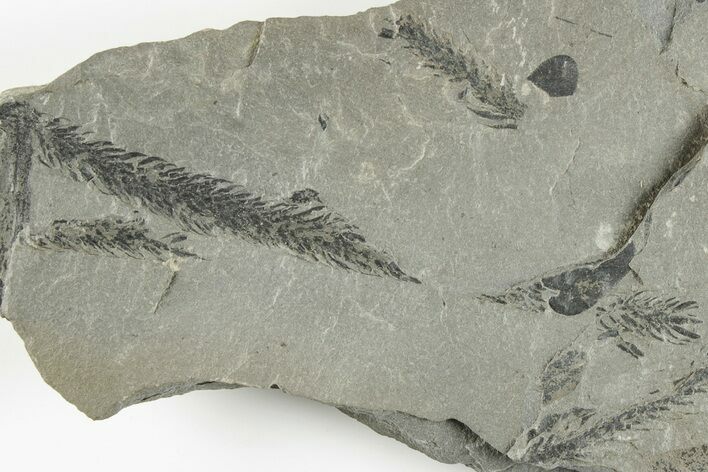 5.5" Pennsylvanian Fossil Flora (Neuropteris and Lepidodendron) Plate